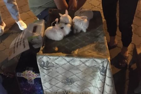 В центре города у недобросовестных хозяев зоозащитники забрали кроликов и хомяков, передав их в зоопарк (фото)