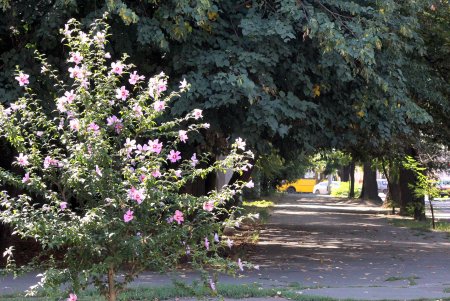 Неспешная прогулка по Старопортофранковской (фоторепортаж)