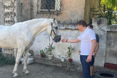 По ветеринарному заключению, со здоровьем у упавшего на Греческой коня Альберта сейчас все в порядке (фото)