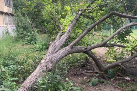 74 прогнивших дерева удалят после обследования городской комиссией по состоянию зеленых насаждений