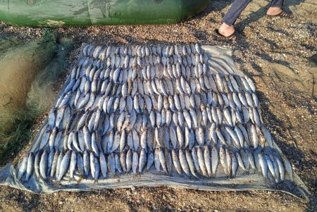 Браконьер выловил сетями из озера Алибей почти 300 кефалей на сумму более 350 тысяч гривен