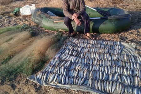 Браконьер выловил сетями из озера Алибей почти 300 кефалей на сумму более 350 тысяч гривен