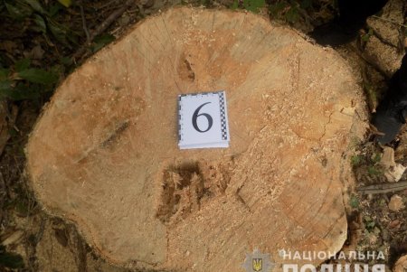 «Черные лесорубы» уничтожали деревья в Подольском районе (фото)