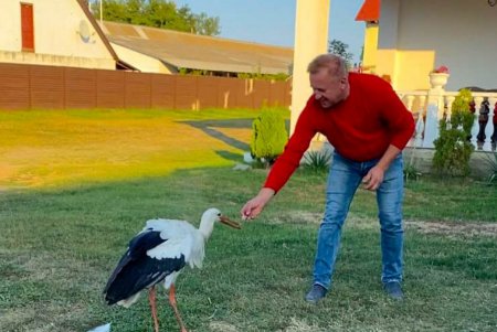 Аист Робинзон побывал в «Монако» и снова вернулся в Тузловские лиманы (фото)