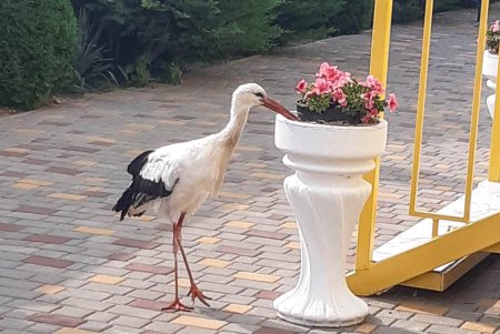 Аист Робинзон побывал в «Монако» и снова вернулся в Тузловские лиманы (фото)