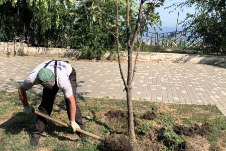 На улицах Одессы озеленители сажают осенние цветы, а в парках убирают опавшие листья (фото)