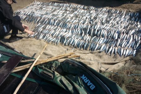 Браконьеры наловили в Нацпарке «Тузловские лиманы» кефали на 1,7 млн гривен (фото)