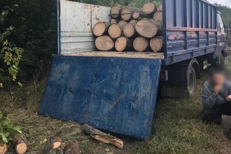 «Черные лесорубы» уничтожали дубы в Подольском районе (фото)