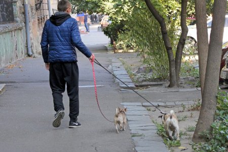 Прогулка по уютной улице Елисаветинской (фоторепортаж)