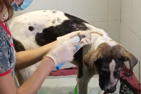 Ветеринары борются за жизнь собаки, которую нашли в Чабанке с огнестрельным ранением в голову (фото)