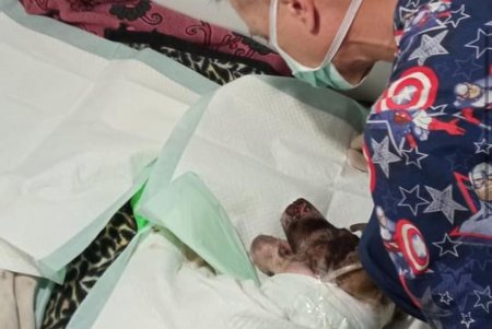 Ветеринары борются за жизнь собаки, которую нашли в Чабанке с огнестрельным ранением в голову (фото)
