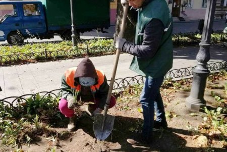 Десять тысяч кустов хосты с эффектными листьями и цветками озеленители высаживают на Приморском бульваре (фото)