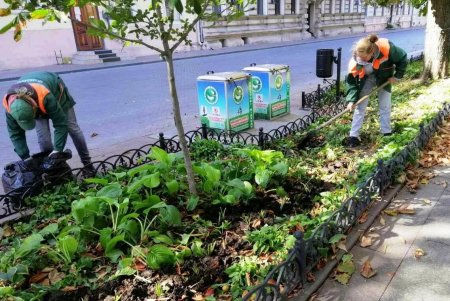 Десять тысяч кустов хосты с эффектными листьями и цветками озеленители высаживают на Приморском бульваре (фото)