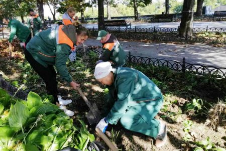 Десять тысяч кустов хосты с эффектными листьями и цветками озеленители высаживают на Приморском бульваре (фото)