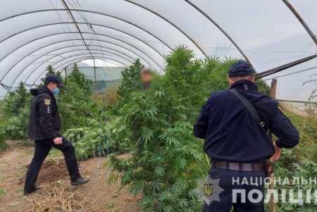 Житель Измаильского района оборудовал во дворе дома теплицу для конопли (фото)