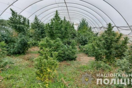 Житель Измаильского района оборудовал во дворе дома теплицу для конопли (фото)