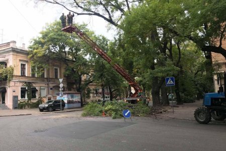 Специалисты КП «Горзелентрест» выполняют комплексную обрезку деревьев на Осипова (фото)