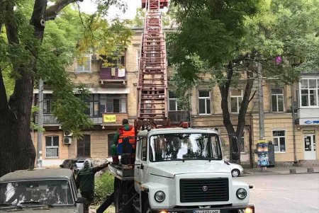 Специалисты КП «Горзелентрест» выполняют комплексную обрезку деревьев на Осипова (фото)