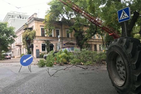 Специалисты КП «Горзелентрест» выполняют комплексную обрезку деревьев на Осипова (фото)