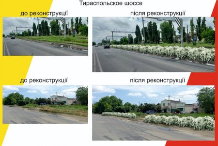 Живую изгородь из 16 тысяч кустов спиреи озеленители создают на Тираспольском шоссе (фото)