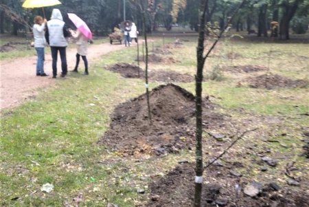 Горожане и озеленители высадили в Преображенском парке 50 деревьев ясеня и клена (фото)