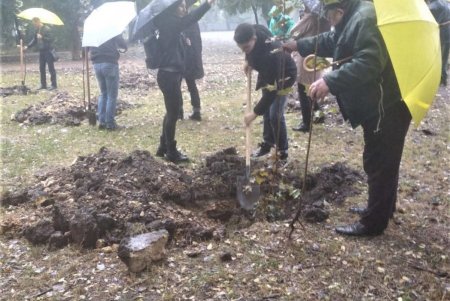 Горожане и озеленители высадили в Преображенском парке 50 деревьев ясеня и клена (фото)
