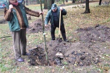 Горожане и озеленители высадили в Преображенском парке 50 деревьев ясеня и клена (фото)