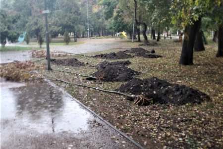 Горожане и озеленители высадили в Преображенском парке 50 деревьев ясеня и клена (фото)