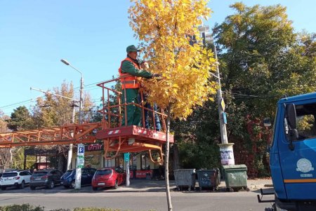 В Приморском и Киевском районах озеленители формируют кроны деревьев и высаживают декоративные кустарники