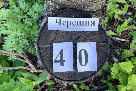 Лесничий в Одесской области организовал вырубку деревьев более чем на миллион гривен (фото)