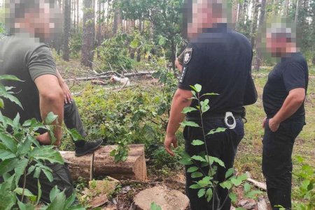 Лесничий в Одесской области организовал вырубку деревьев более чем на миллион гривен (фото)