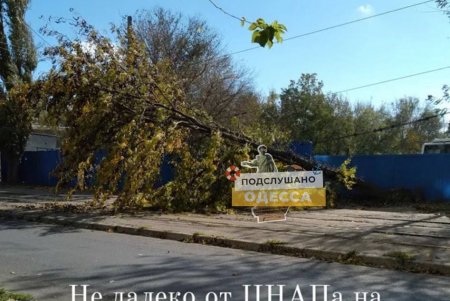 В Одессе бушует штормовой ветер: падают деревья и срываются вывески (фото, обновлено)