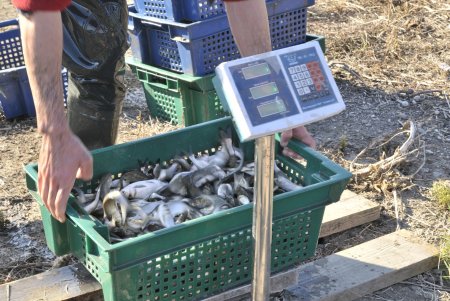 Более пяти тонн малька белого амура, толстолобика и карпа выпустили в озеро Китай (фото)