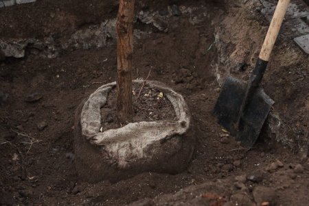 В рамках акции «1000 акаций» в Одессе высадили первые 88 деревьев (фото)