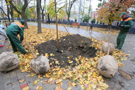 В Одессе стартовала акция «1000 акаций» (фоторепортаж)