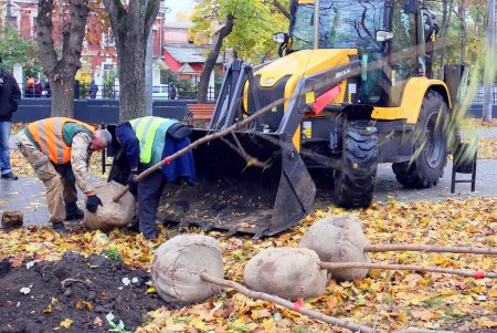 В Одессе стартовала акция «1000 акаций» (фоторепортаж)