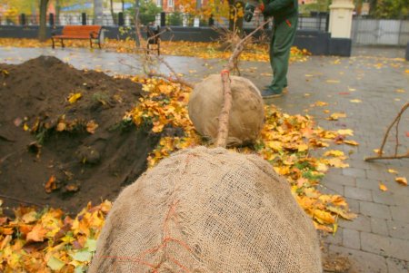 В Одессе стартовала акция «1000 акаций» (фоторепортаж)