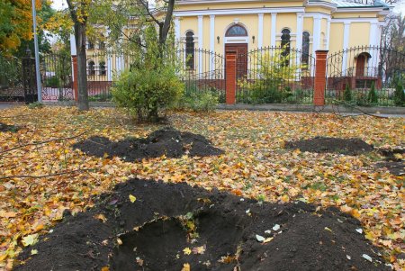 В Одессе стартовала акция «1000 акаций» (фоторепортаж)