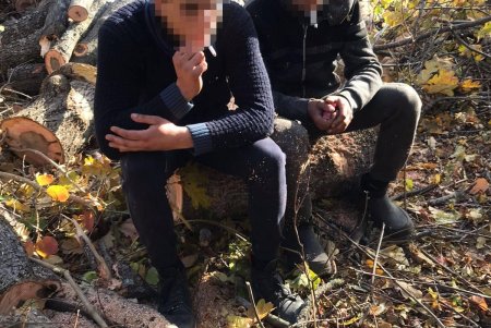 Шестеро нарушителей незаконно спиливали деревья в лесах Подольского района (фото, видео)