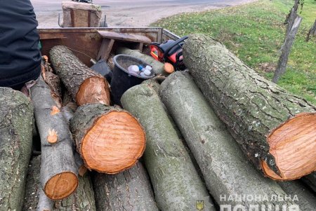 Шестеро нарушителей незаконно спиливали деревья в лесах Подольского района (фото, видео)