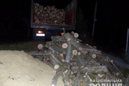 Шестеро нарушителей незаконно спиливали деревья в лесах Подольского района (фото, видео)