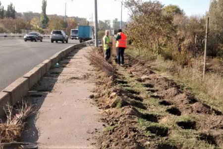 В разных районах города озеленители высаживают клены и тысячи декоративных кустарников (фото)