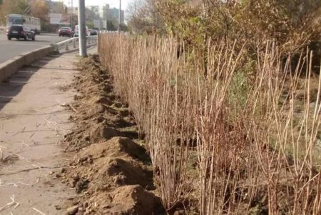 На въездах в Одессу меняют лампы освещения, обрезают деревья и высаживают кустарники (фото)