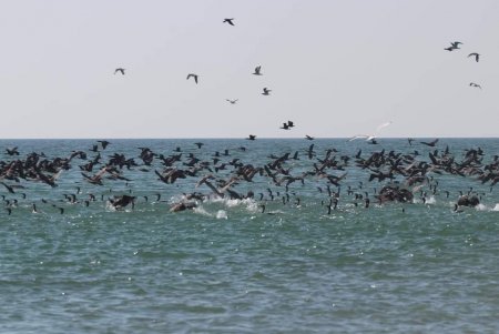 В Тузловских лиманах показали стаи бакланов, которые ловят рыбу в водоемах (фото)