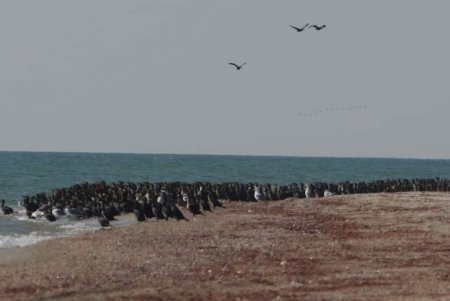 В Тузловских лиманах показали стаи бакланов, которые ловят рыбу в водоемах (фото)