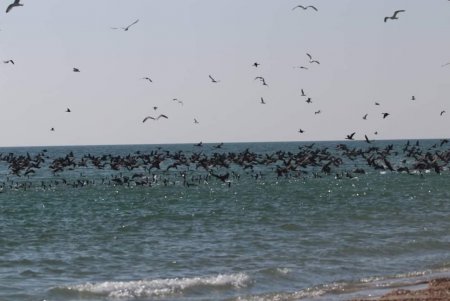 В Тузловских лиманах показали стаи бакланов, которые ловят рыбу в водоемах (фото)