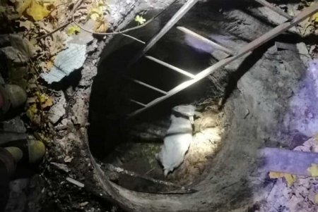 В Великодолинском коза упала в 5-метровый колодец: доставать животное пришлось спасателям (фото) 