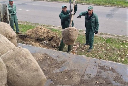  В рамках акции «1000 белых акаций» в субботу одесситы высадили еще 146 деревьев (фото)