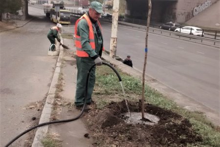 В рамках акции «1000 белых акаций» в субботу одесситы высадили еще 146 деревьев (фото)