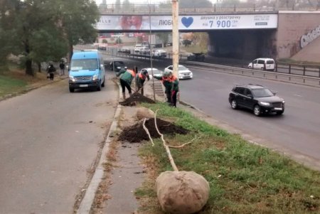  В рамках акции «1000 белых акаций» в субботу одесситы высадили еще 146 деревьев (фото)